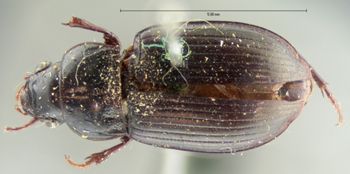 Media type: image;   Entomology 666 Aspect: habitus dorsal view